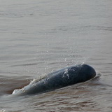 Kratie - Irrawaddy dolphins